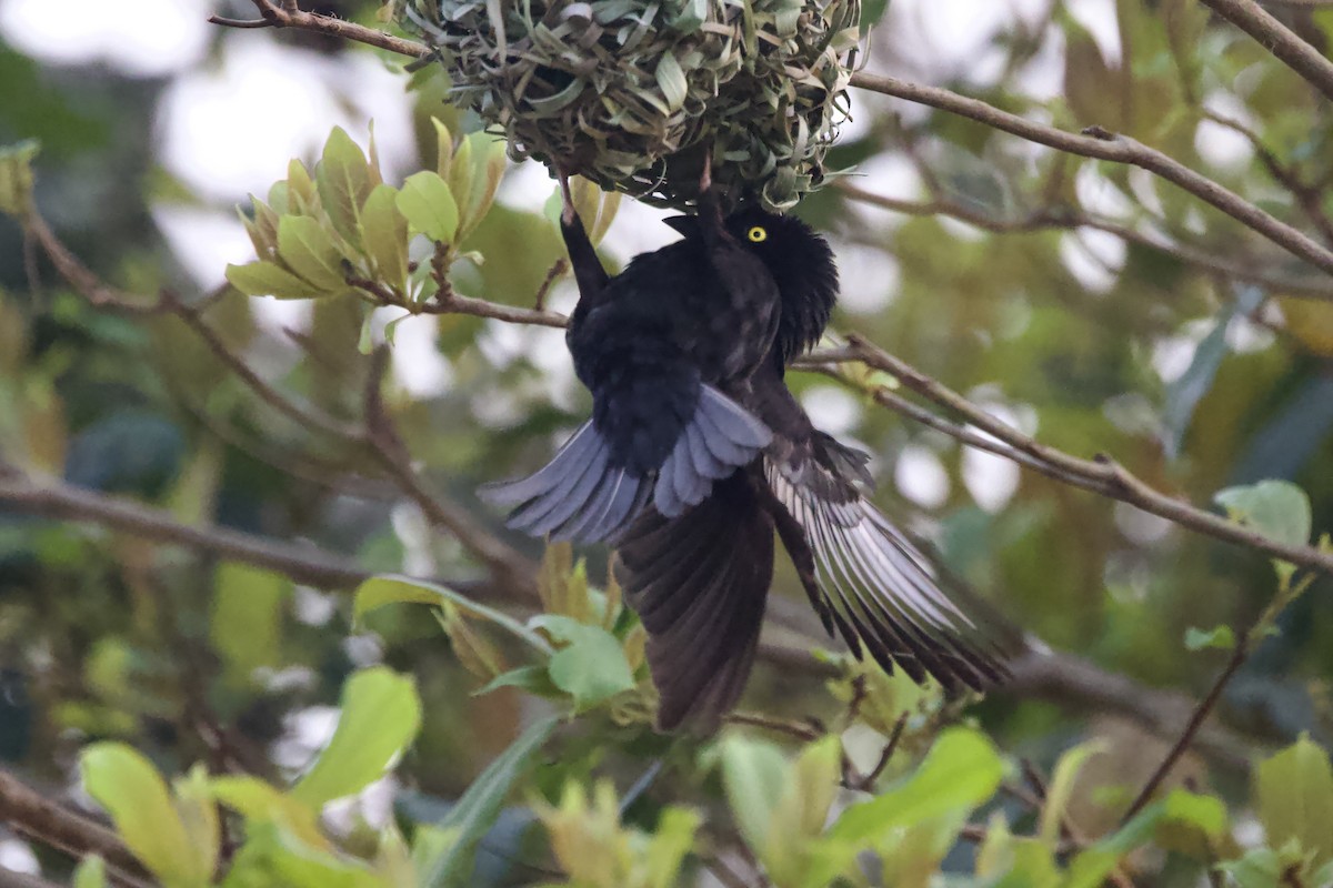 Vieillot's Black Weaver - ML640747917