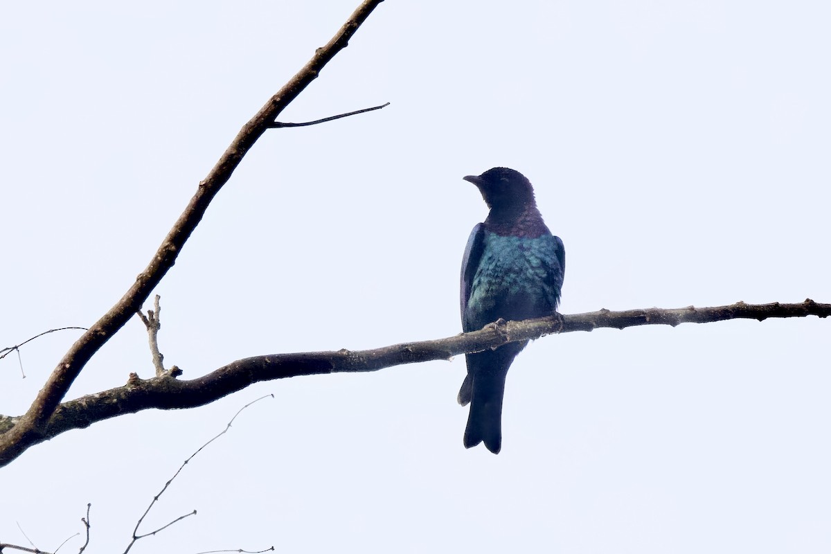 Purple-headed Starling - ML640747921