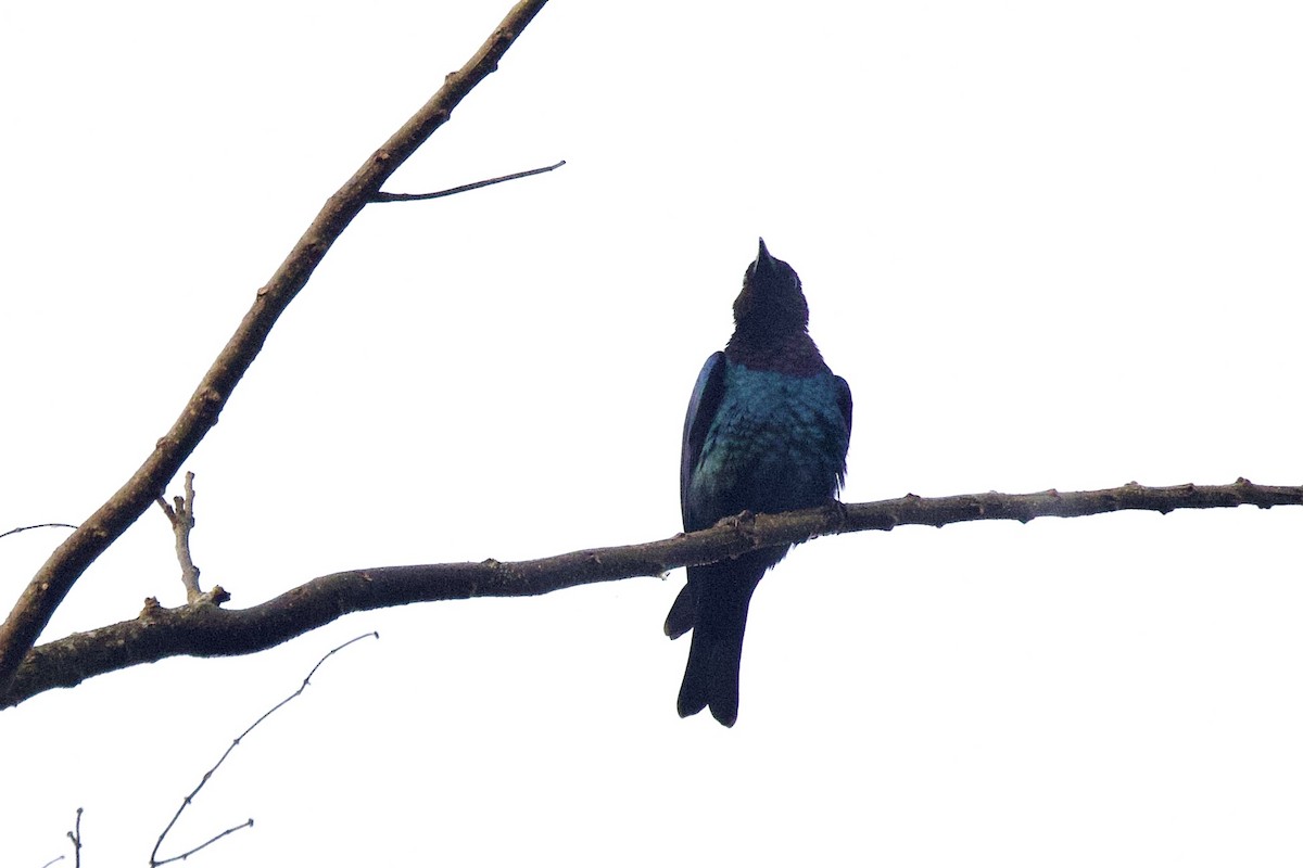 Purple-headed Starling - ML640747922