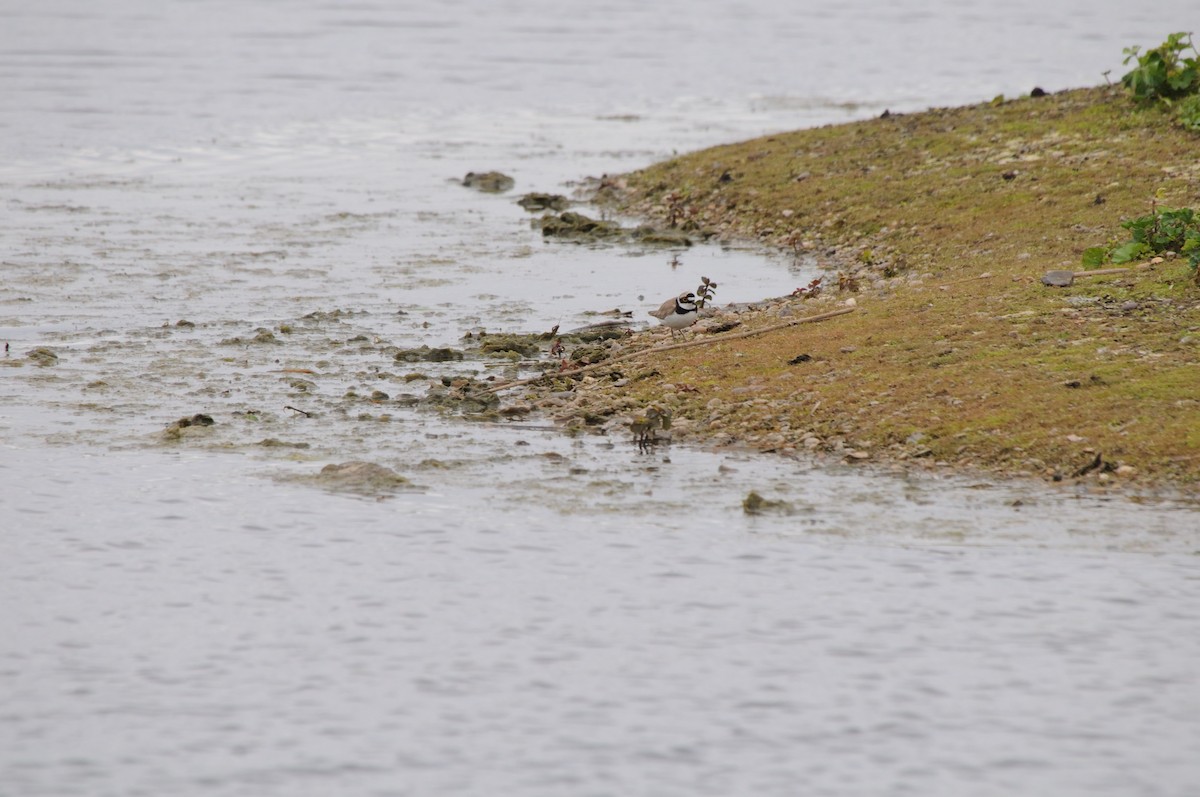 kulík říční - ML640747931