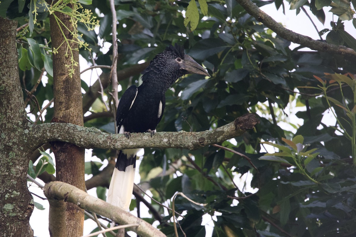 Black-and-white-casqued Hornbill - ML640747934