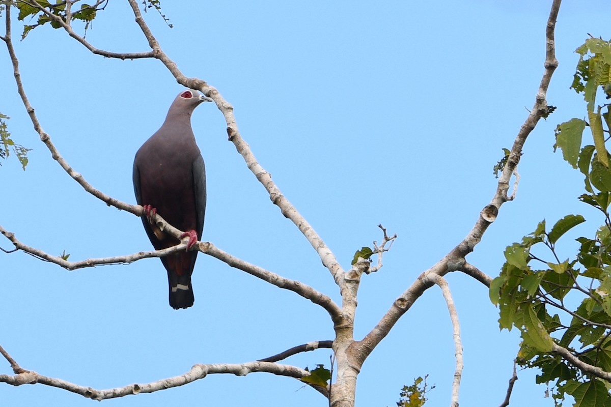 Pinon's Imperial-Pigeon - ML640747936