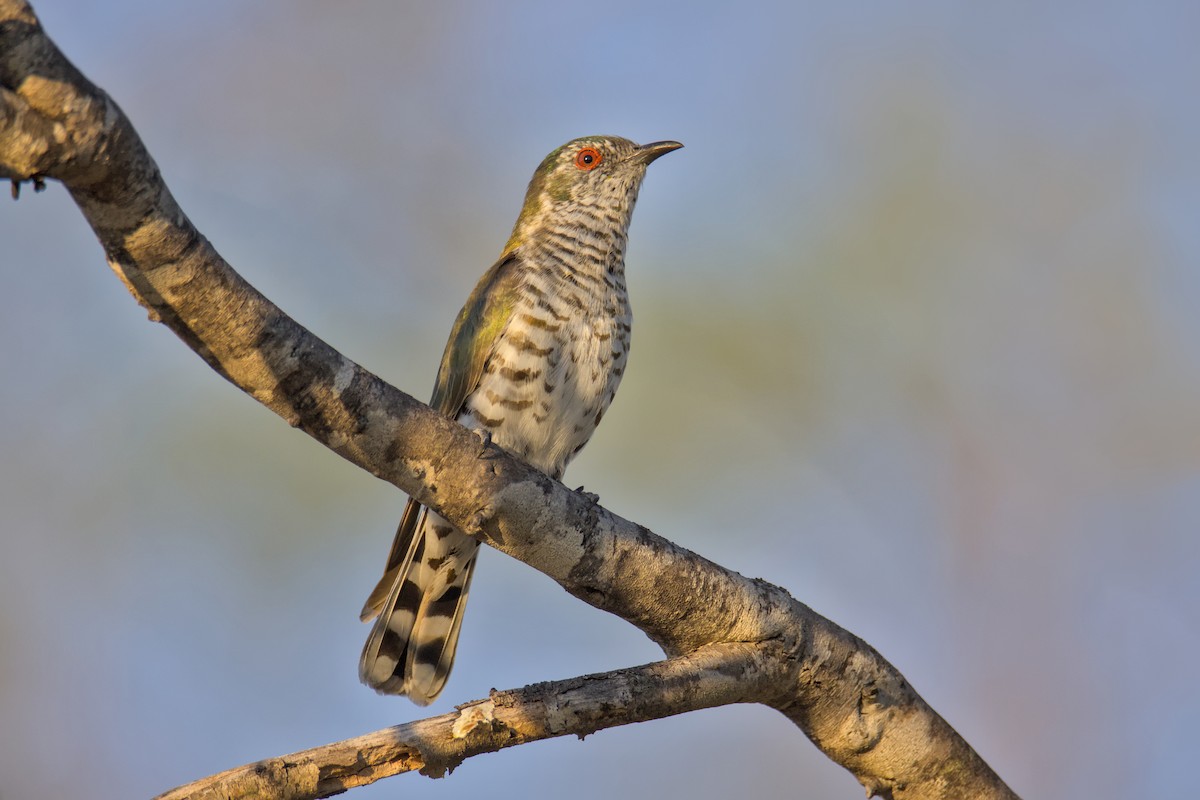 Little Bronze-Cuckoo - ML640747976