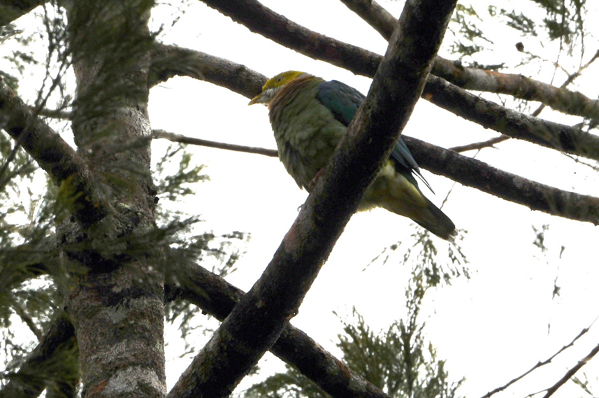 Pink-spotted Fruit-Dove - ML640748036