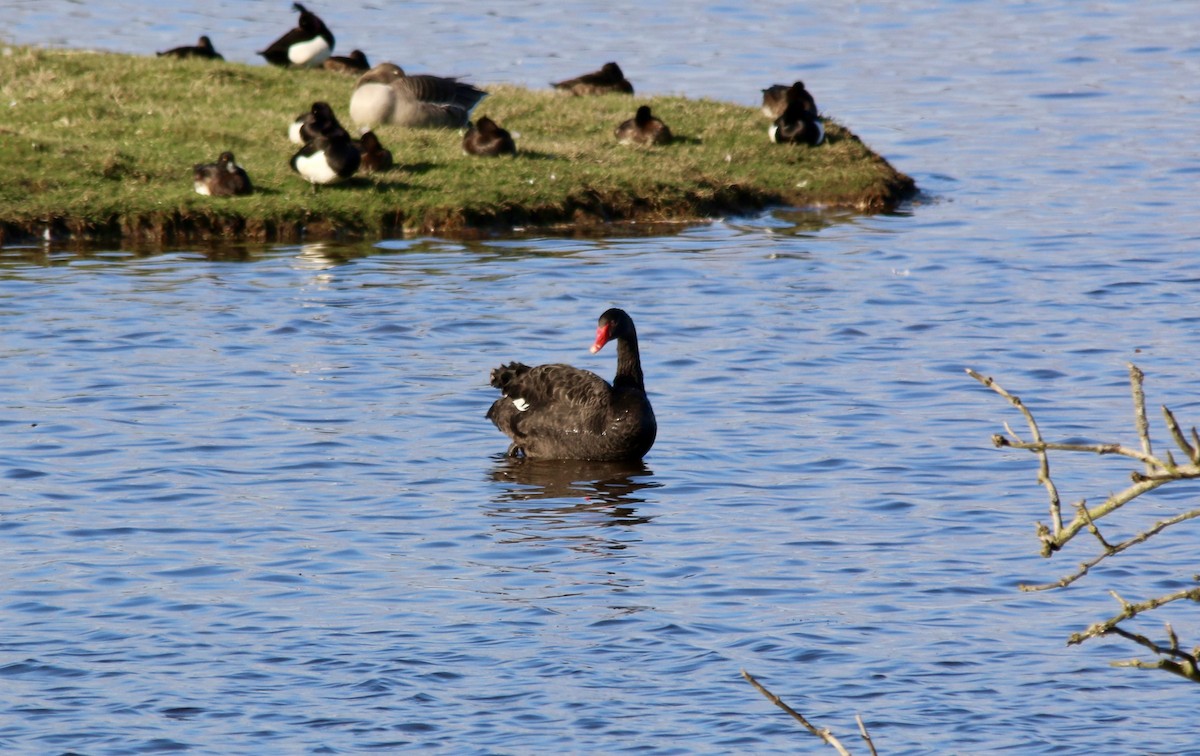 Black Swan - ML640748092