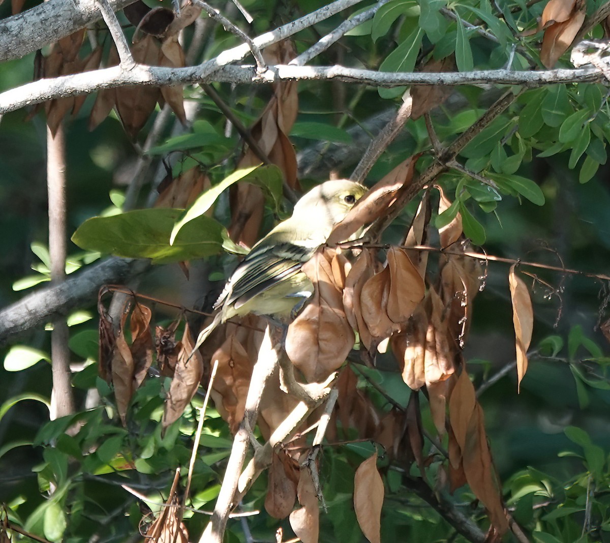 arawakvireo - ML640748117