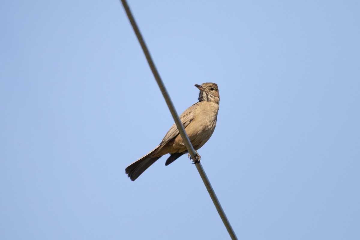 Great Shrike-Tyrant - ML640748242
