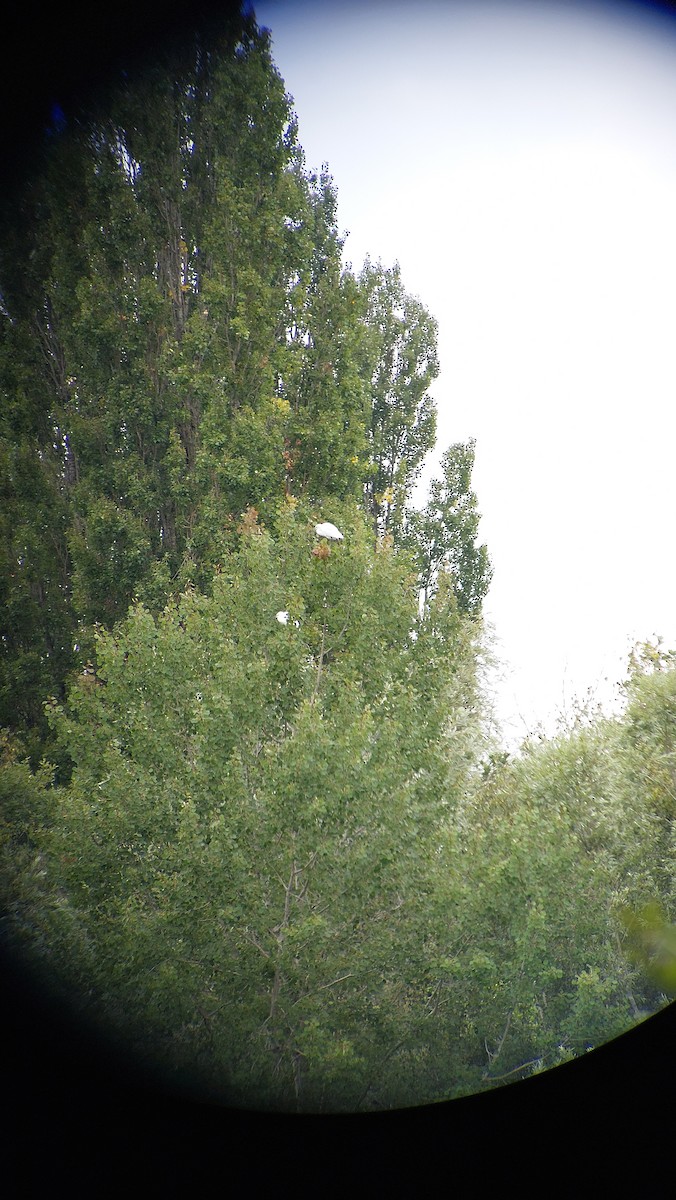 Little Egret - ML640748340