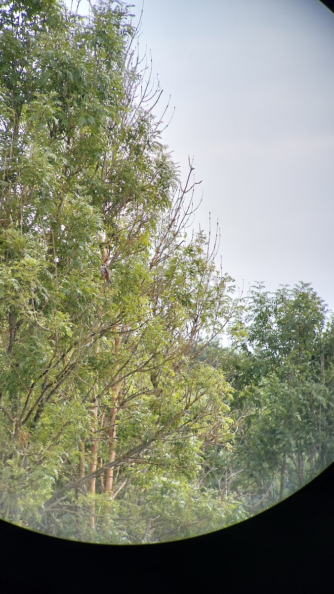 Eurasian Hobby - ML640748345