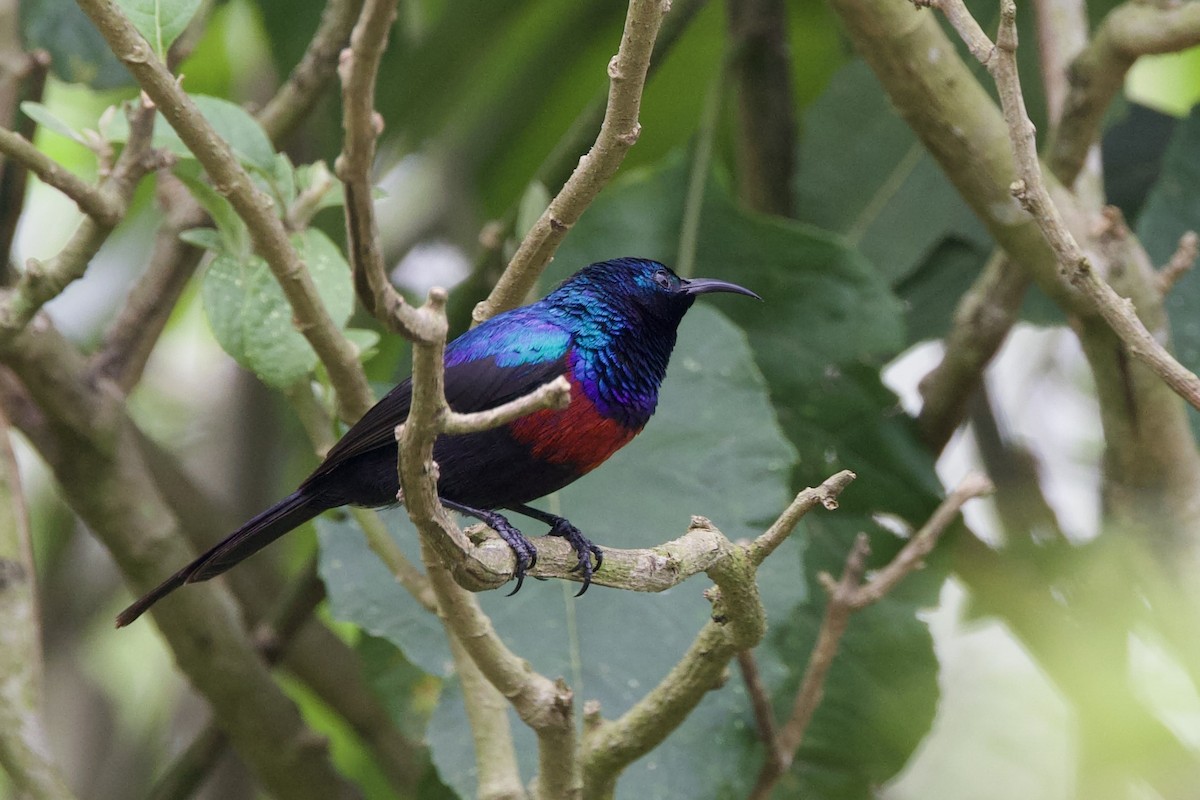 Red-chested Sunbird - ML640748348