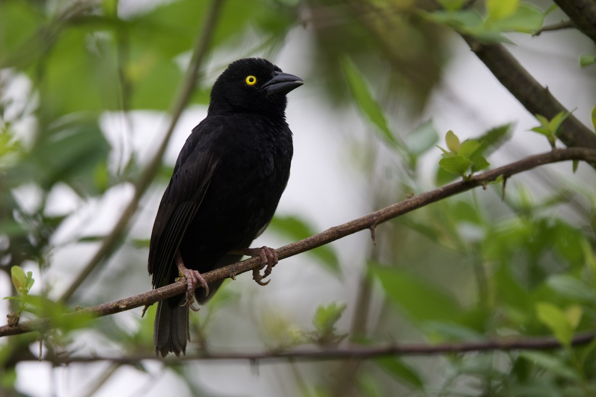 Vieillot's Black Weaver - ML640748355