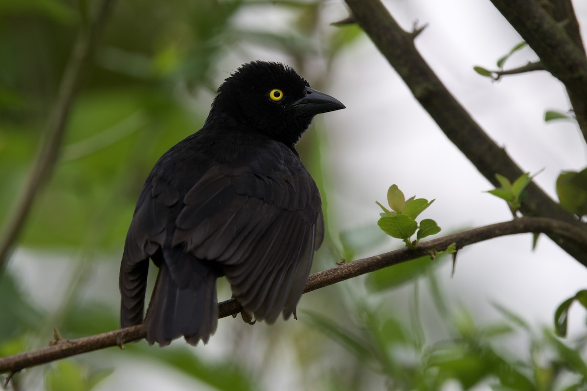 Vieillot's Black Weaver - ML640748356