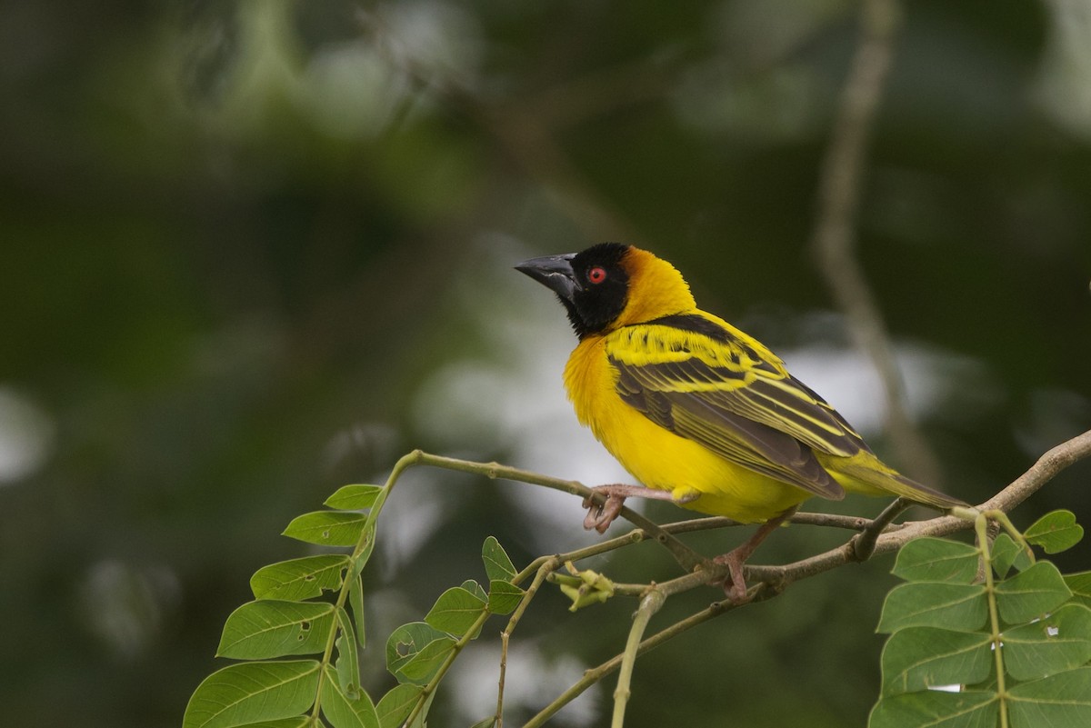 Village Weaver - ML640748365