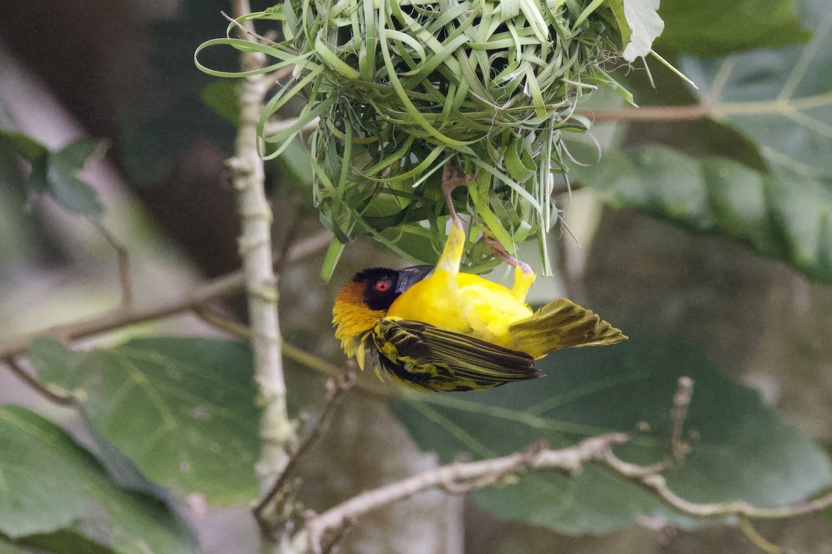Village Weaver - ML640748366
