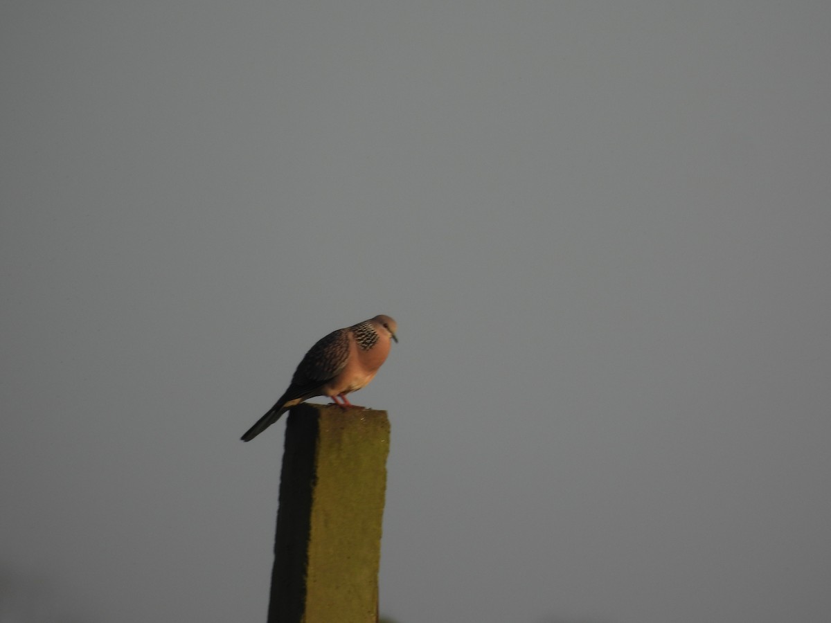 Spotted Dove - ML640748367