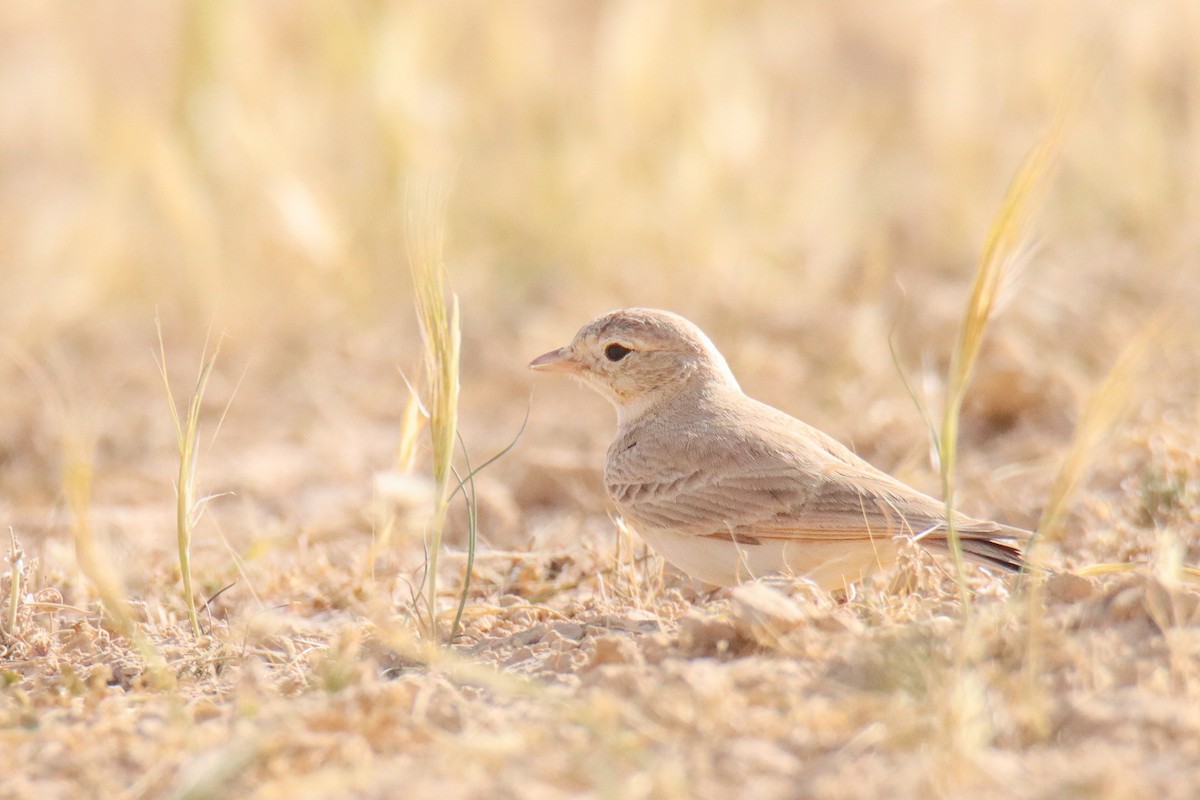 Allodola del deserto minore - ML640748369