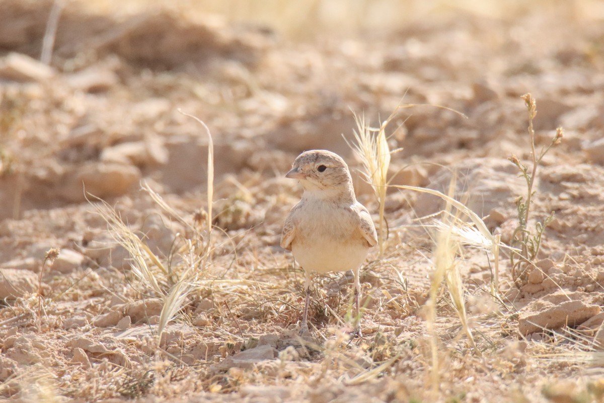Allodola del deserto minore - ML640748370
