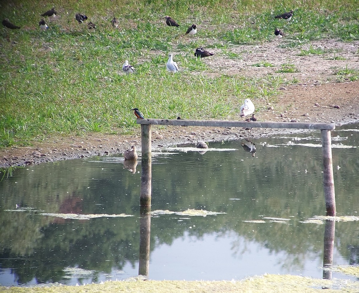 Common Kingfisher - ML640748379