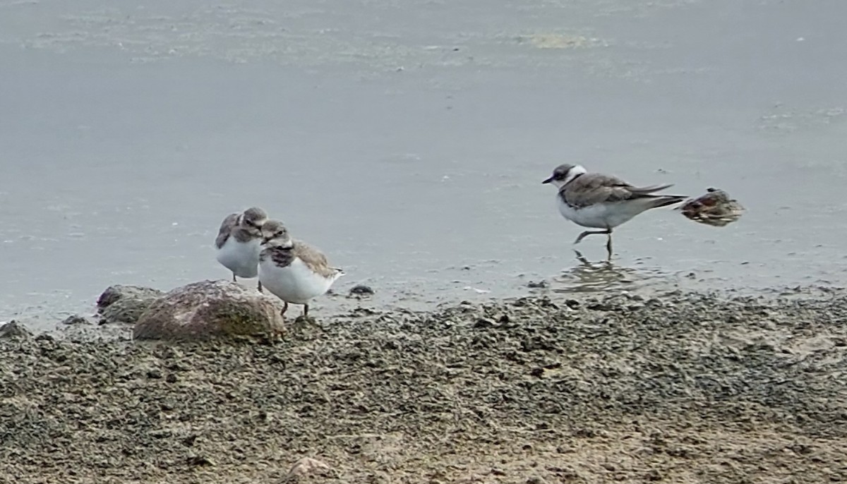 Little Ringed Plover - ML640748390