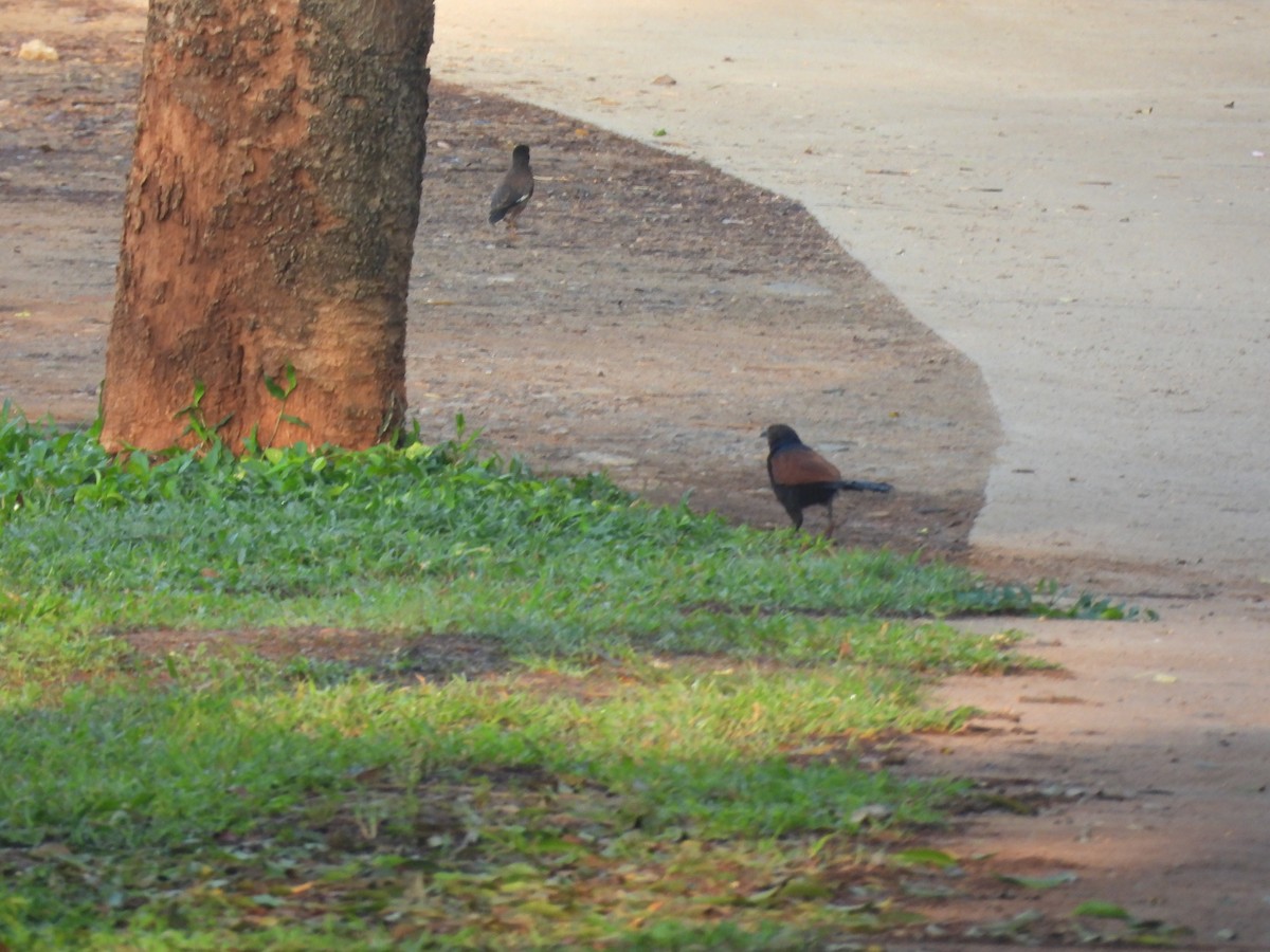 Greater Coucal - ML640748396