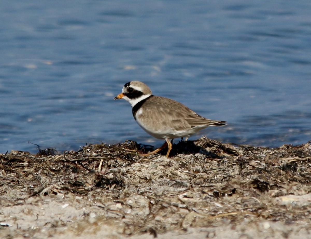 Common Ringed Plover - ML640748397