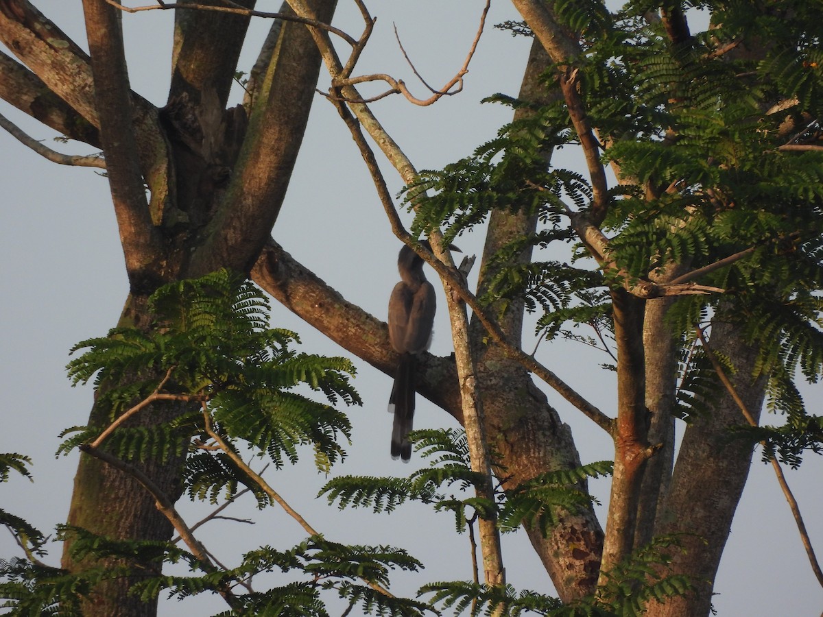 Indian Gray Hornbill - ML640748435