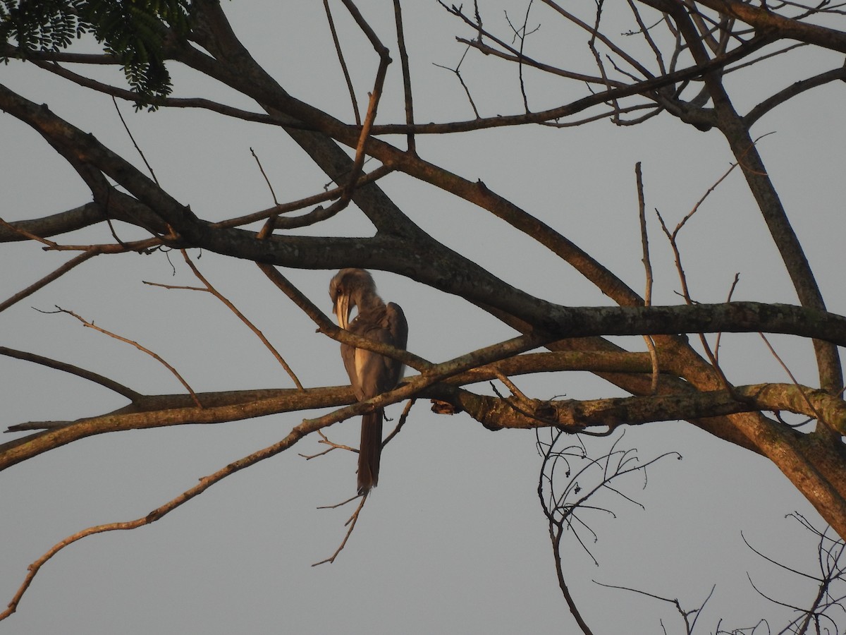 Indian Gray Hornbill - ML640748436
