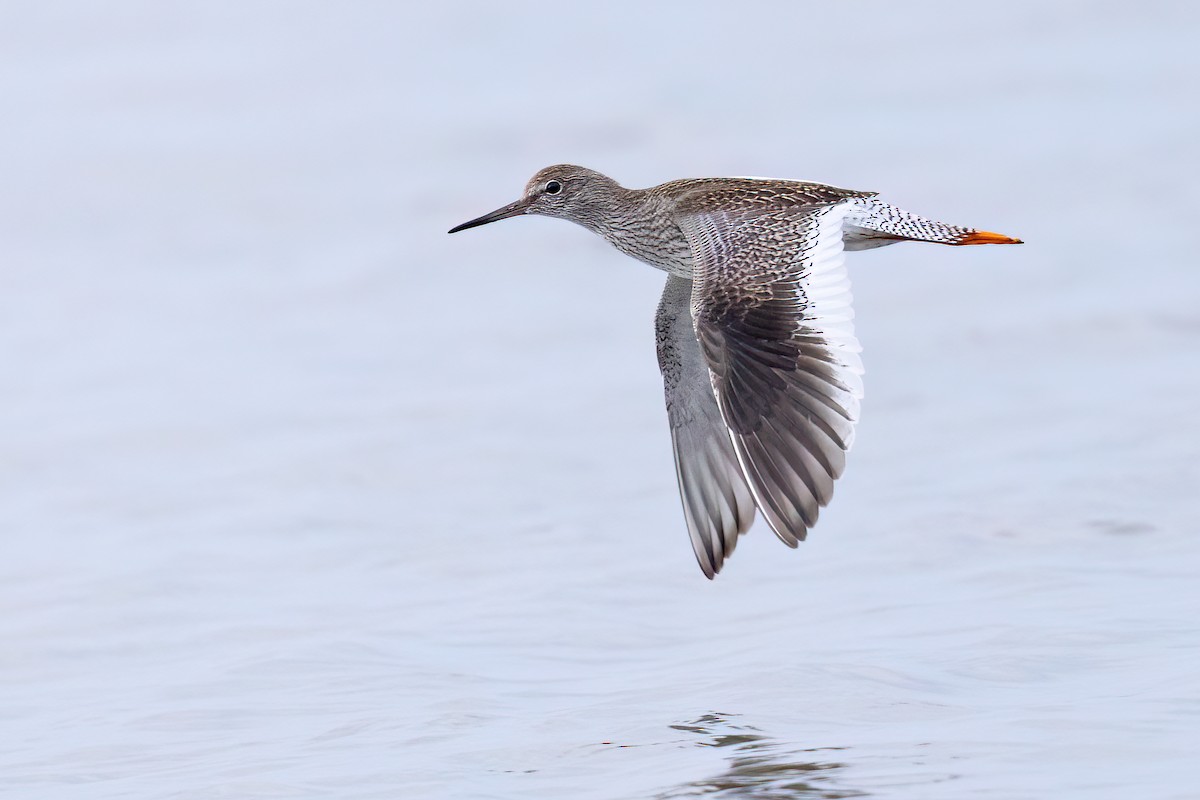 vodouš rudonohý - ML640748441