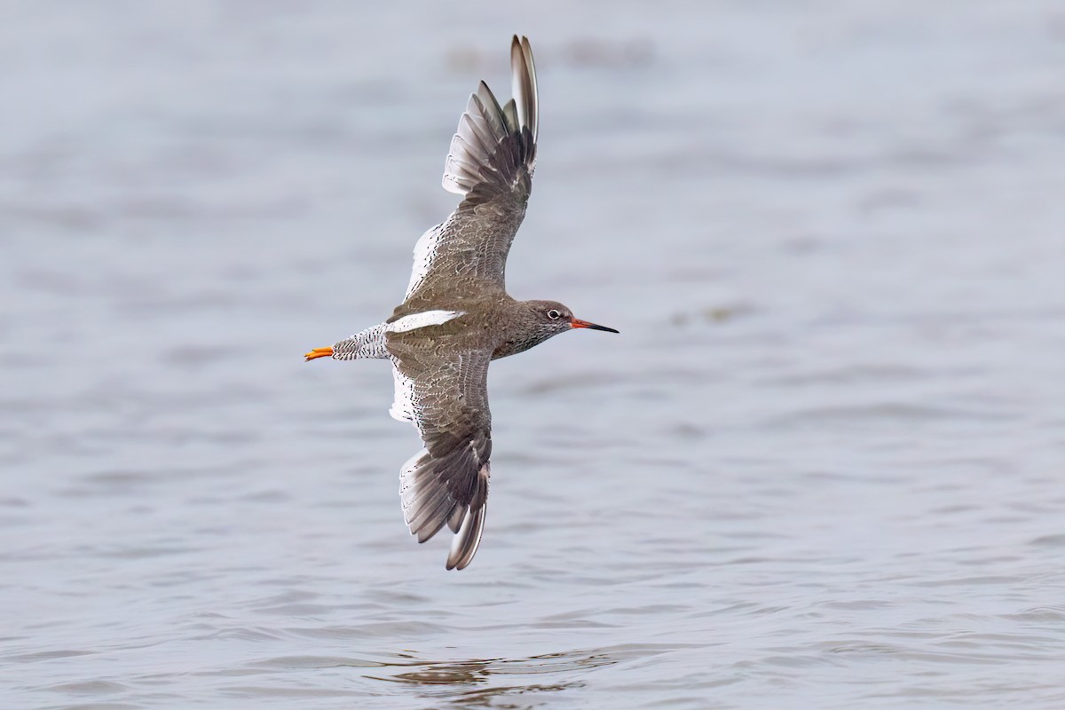 vodouš rudonohý - ML640748442