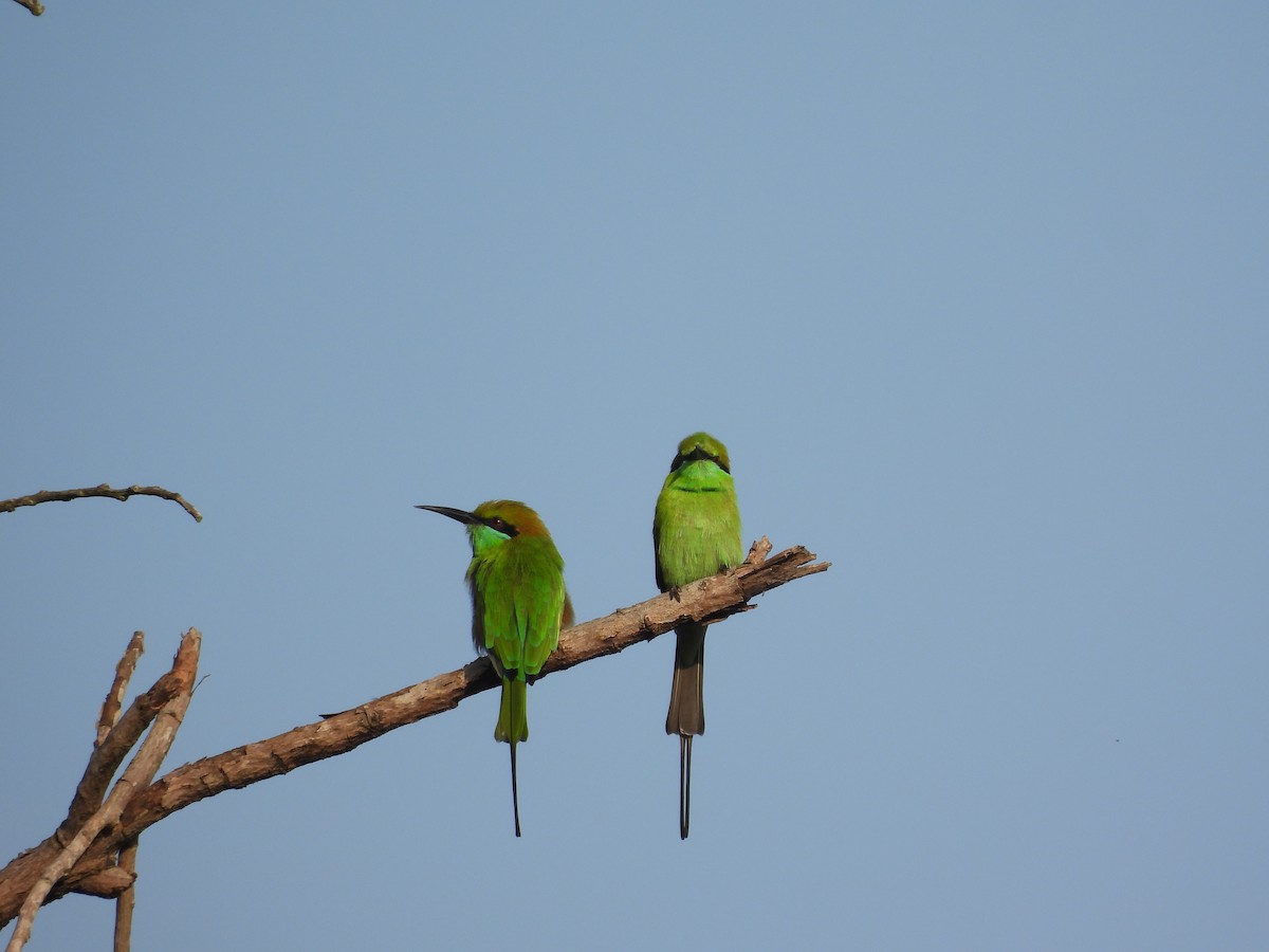 Asian Green Bee-eater - ML640748459