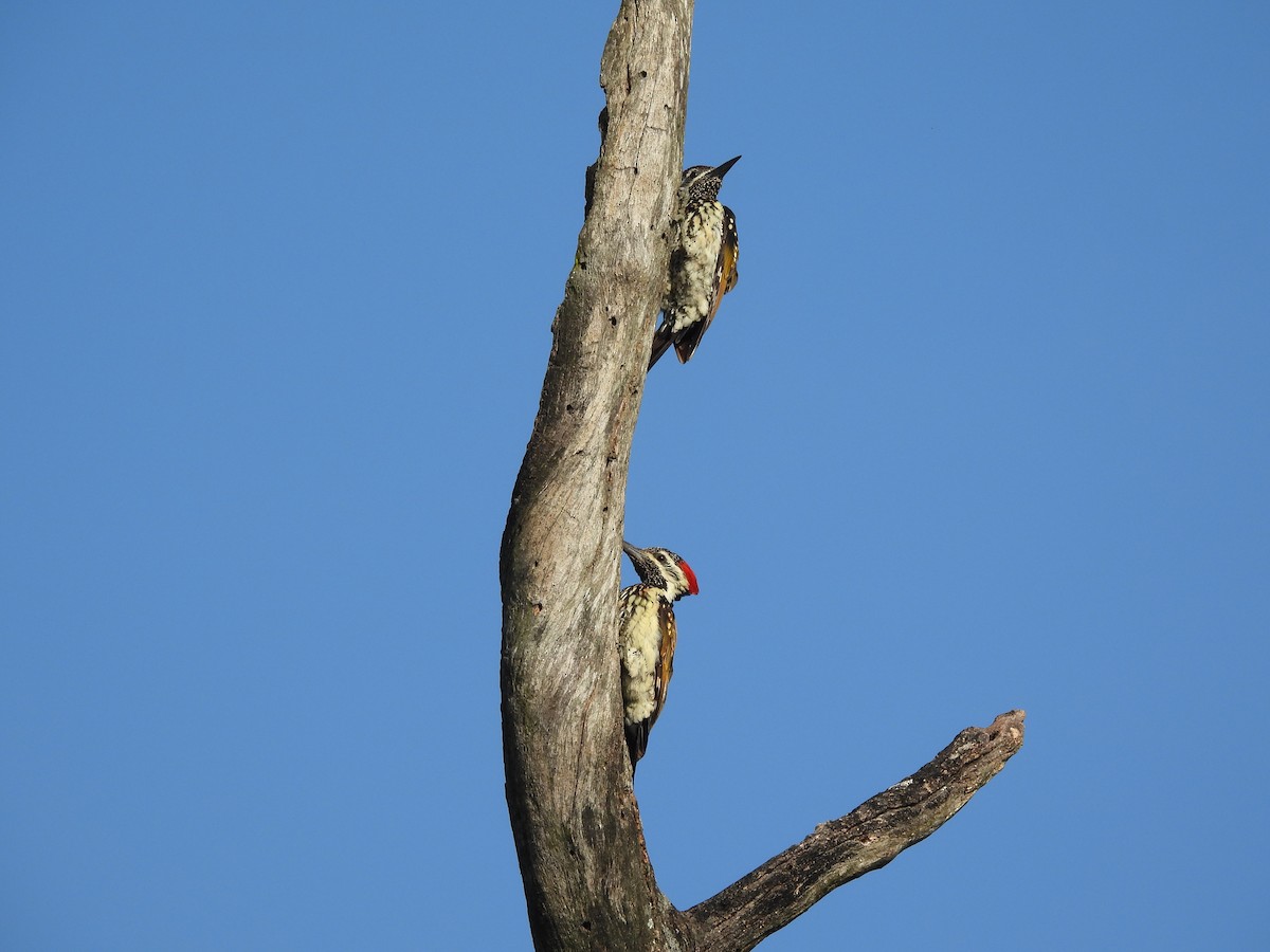 Black-rumped Flameback - ML640748470