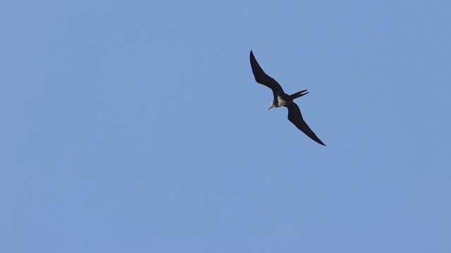 Lesser Frigatebird (Lesser) - ML640748472