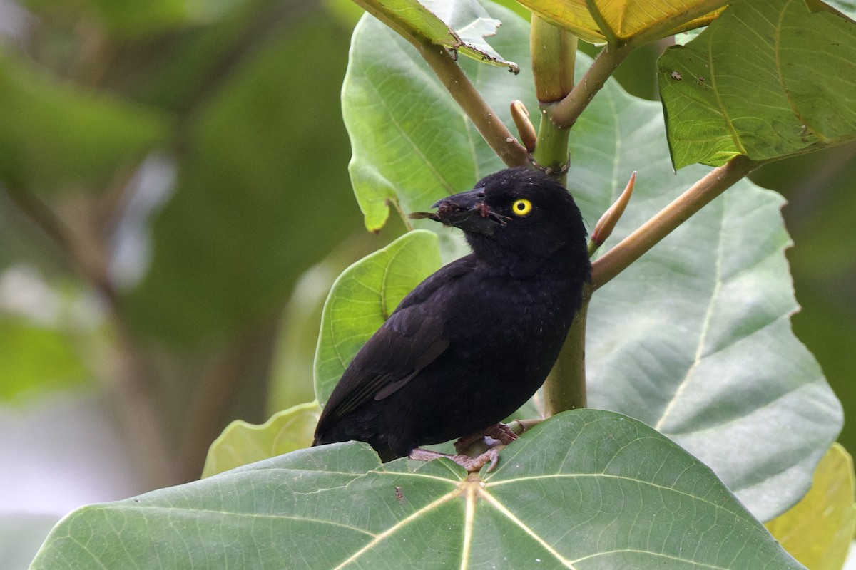 Vieillot's Black Weaver - ML640748477
