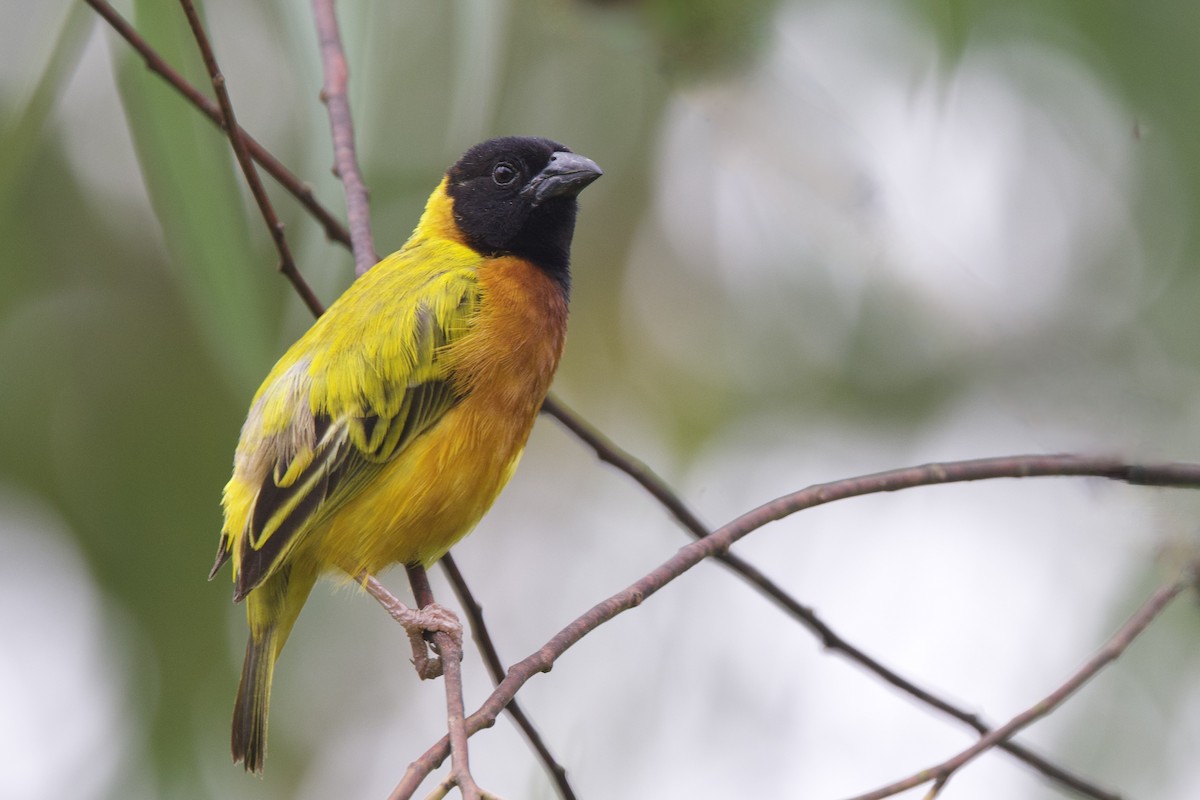 Black-headed Weaver - ML640748484