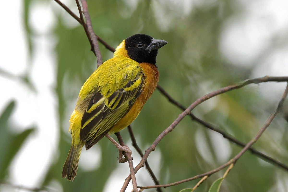 Black-headed Weaver - ML640748486
