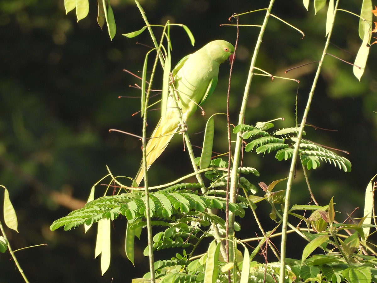 Rose-ringed Parakeet - ML640748488