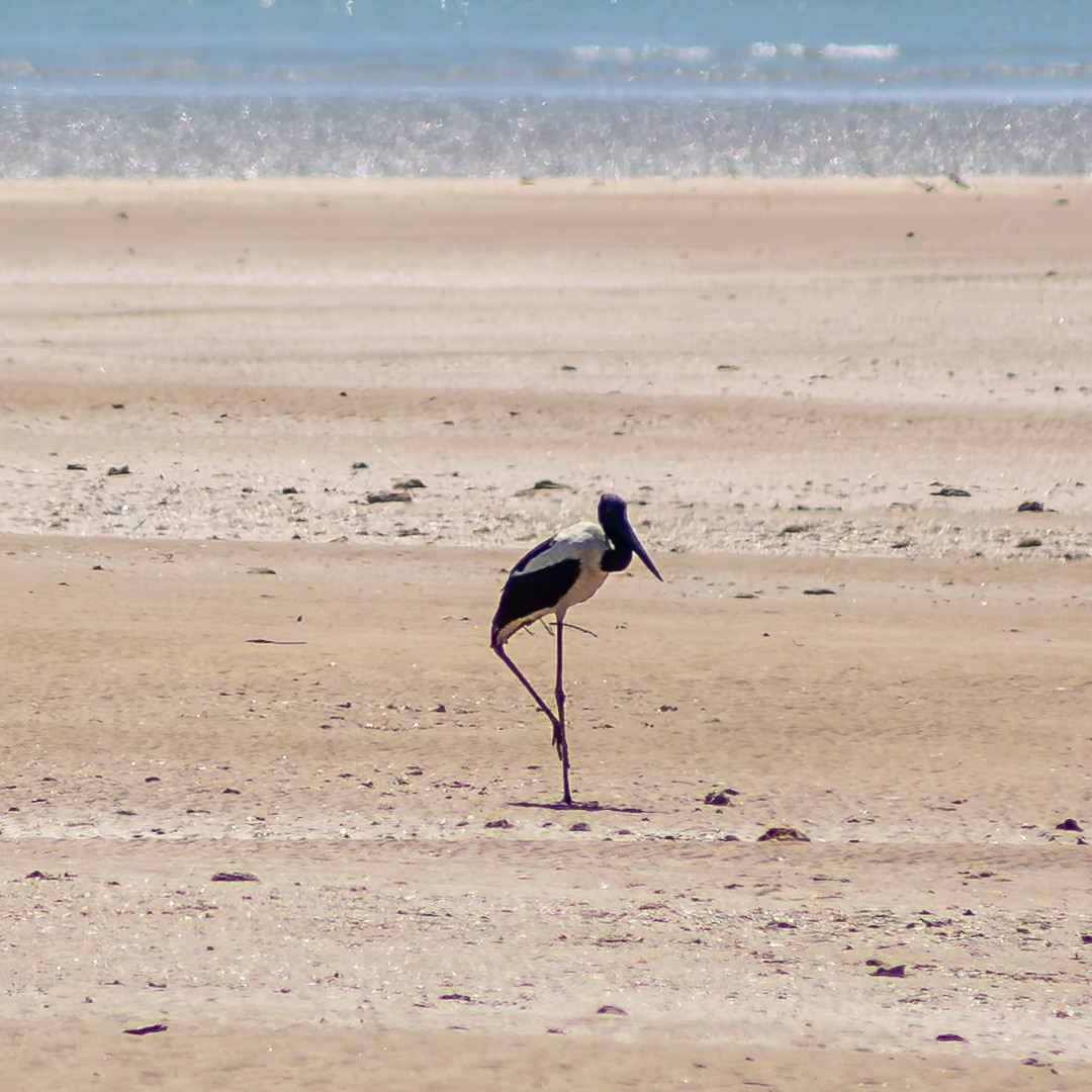 Black-necked Stork - ML640748495