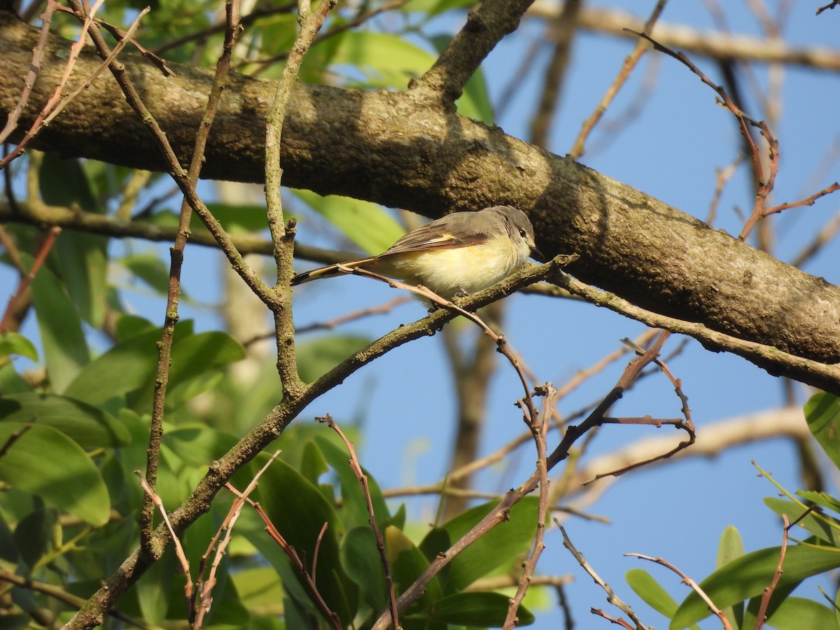 Small Minivet - ML640748497
