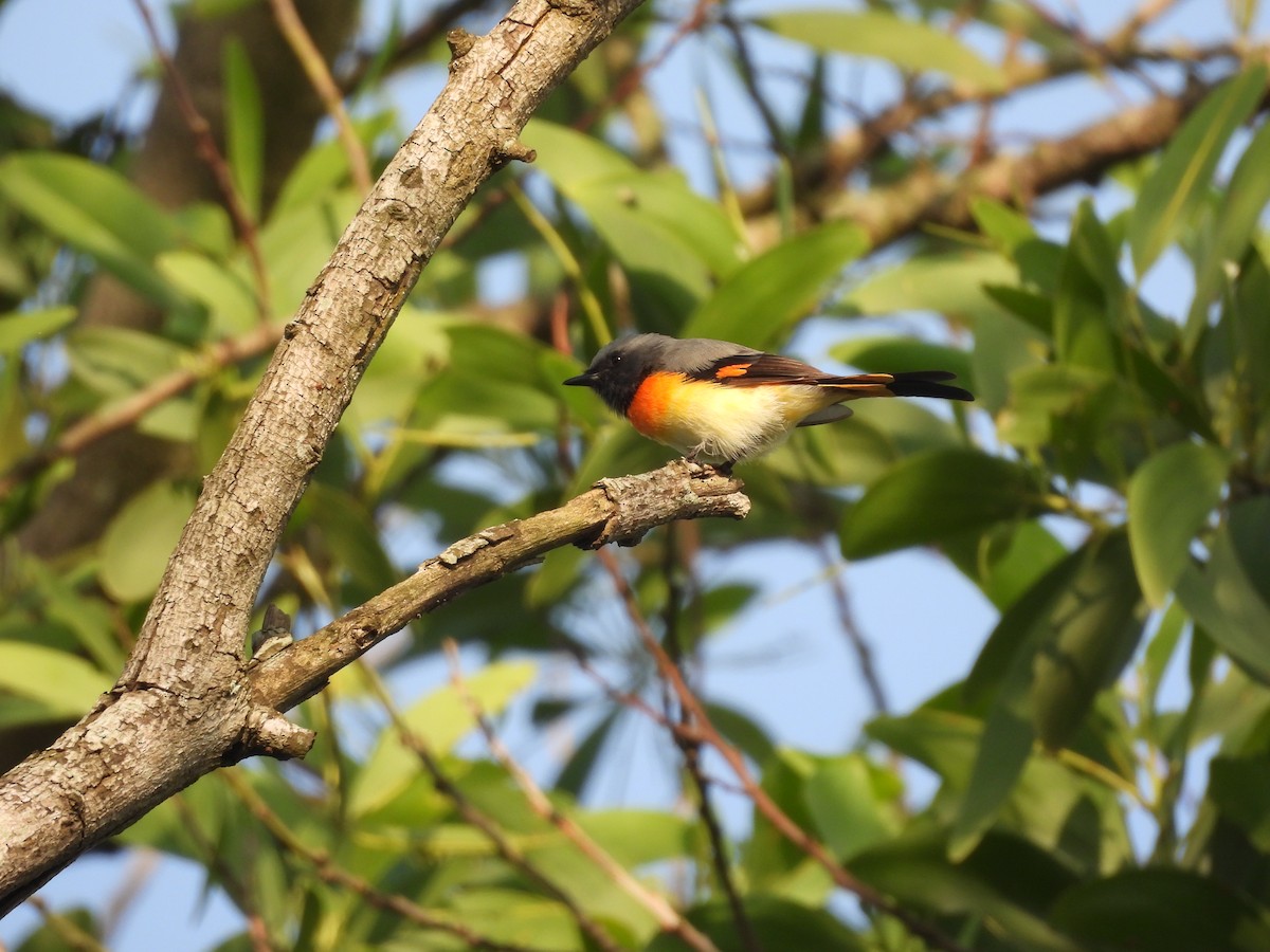Small Minivet - ML640748498
