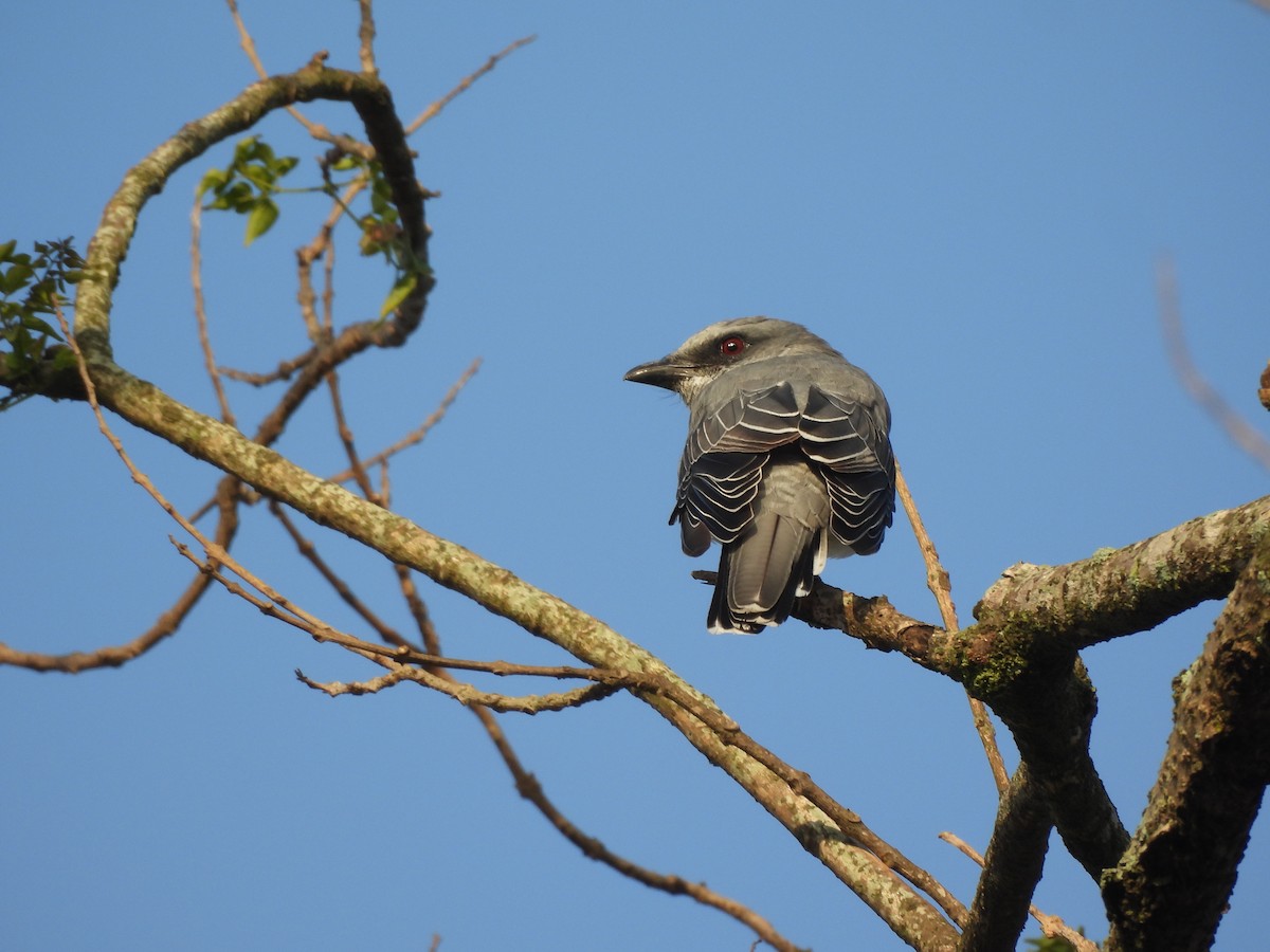 Indian Cuckooshrike - ML640748500