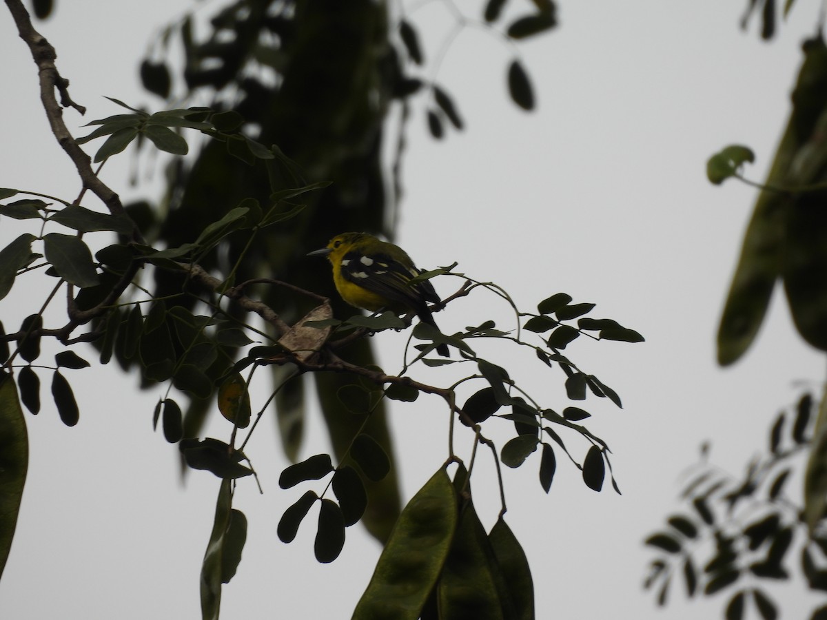 Common Iora - ML640748513