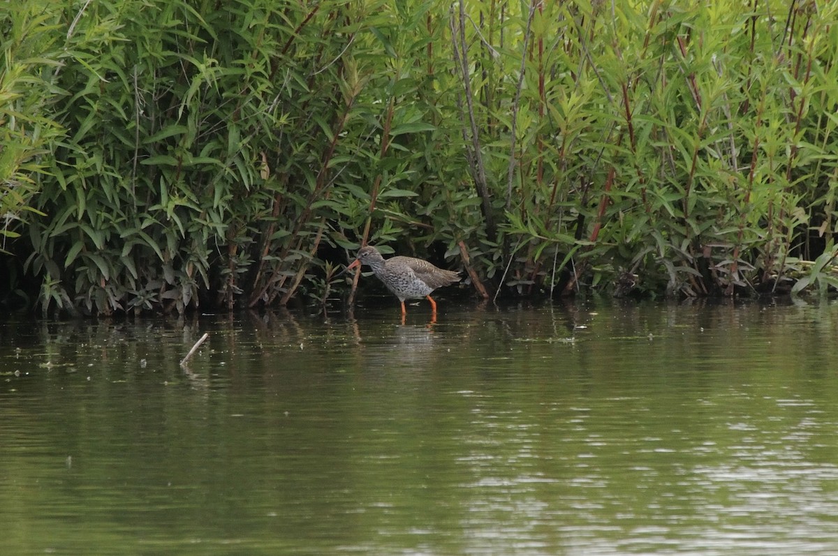 vodouš rudonohý - ML640748526