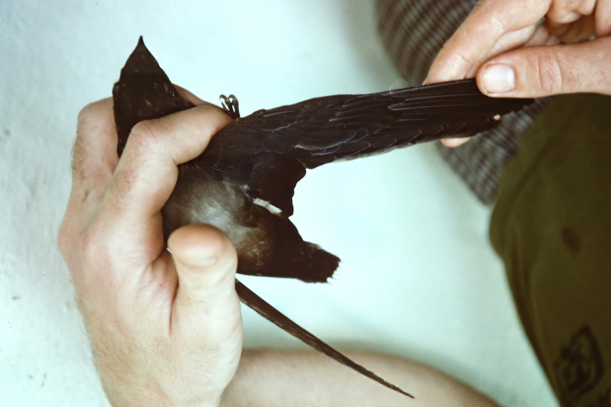 Silver-backed Needletail - ML640748530