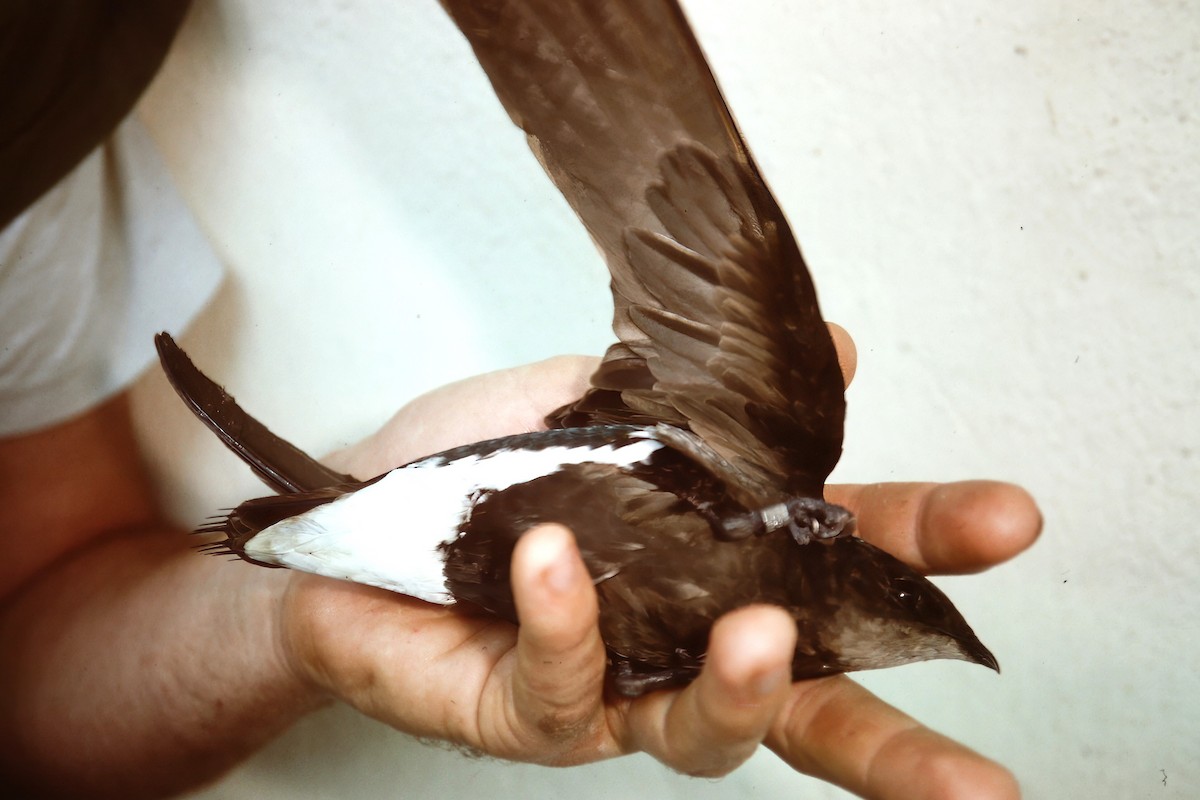 Silver-backed Needletail - ML640748531