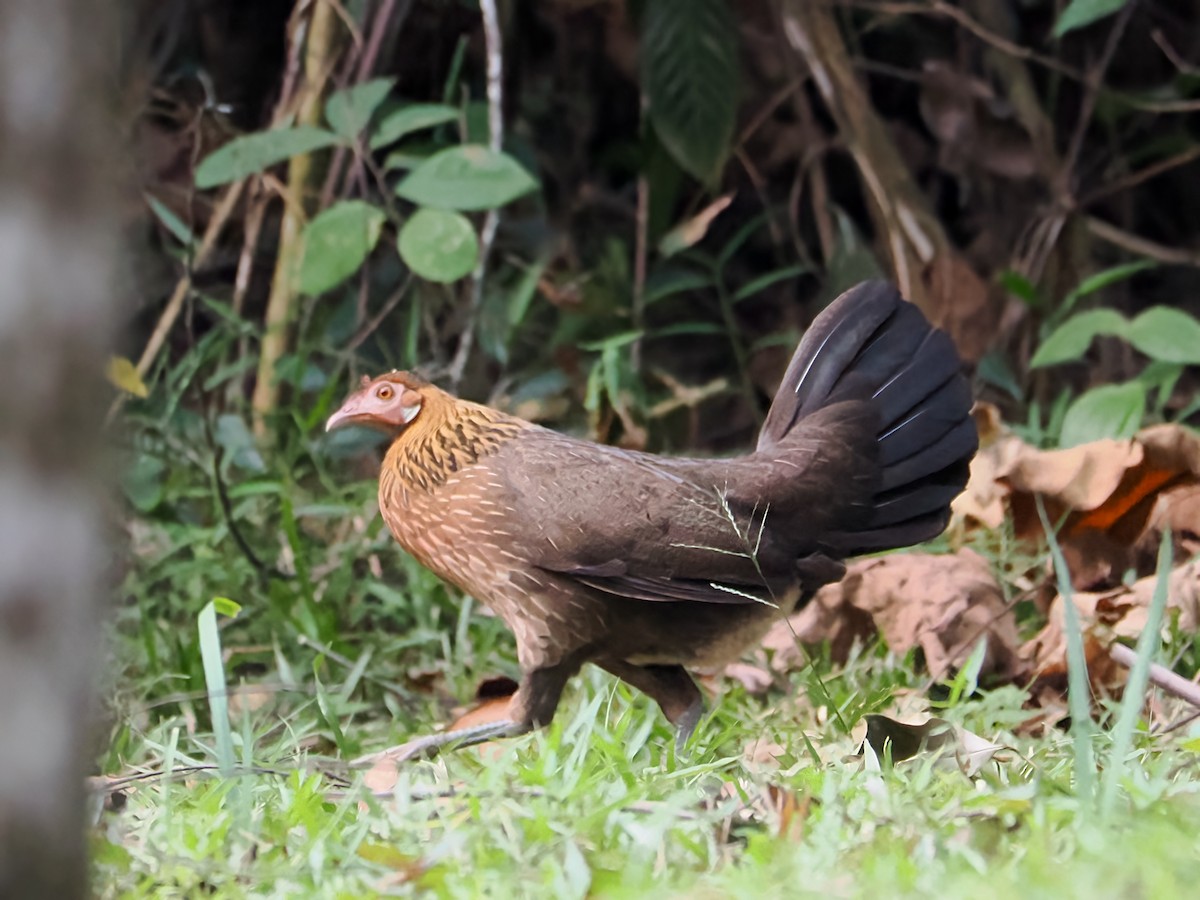 Red Junglefowl - ML640748537