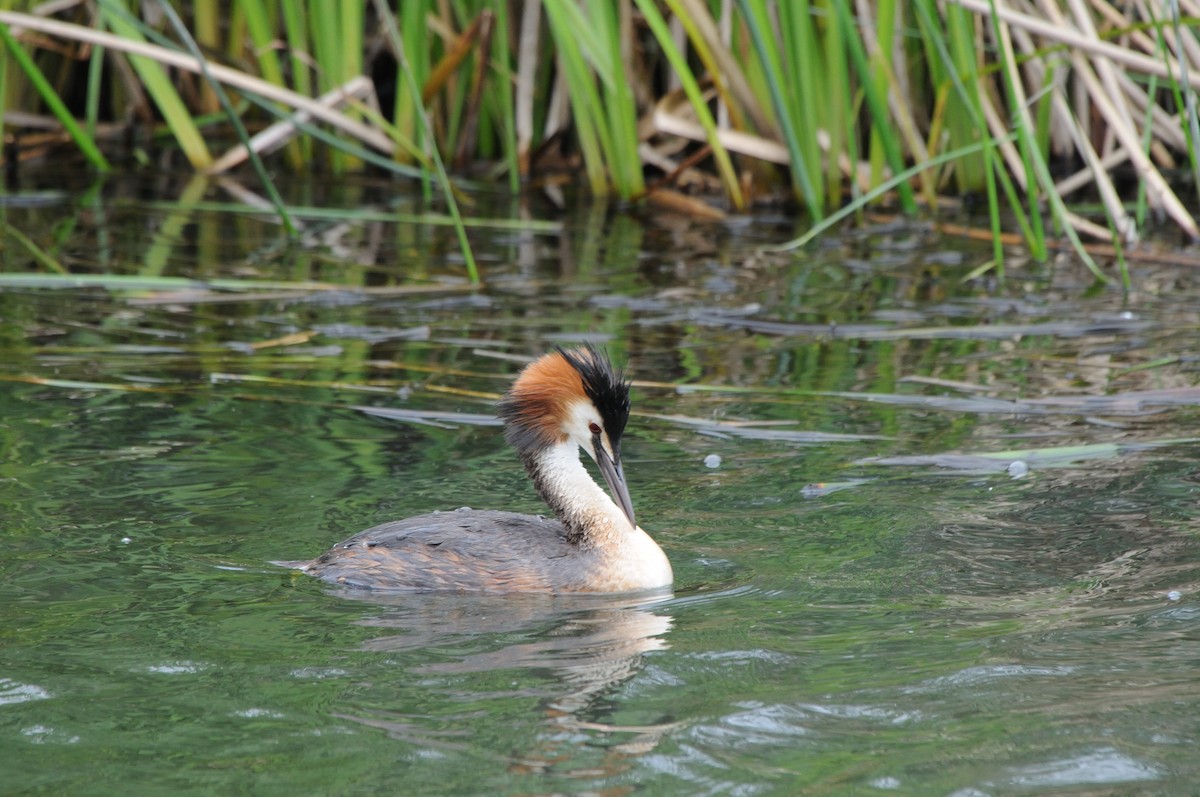 potápka roháč - ML640748544