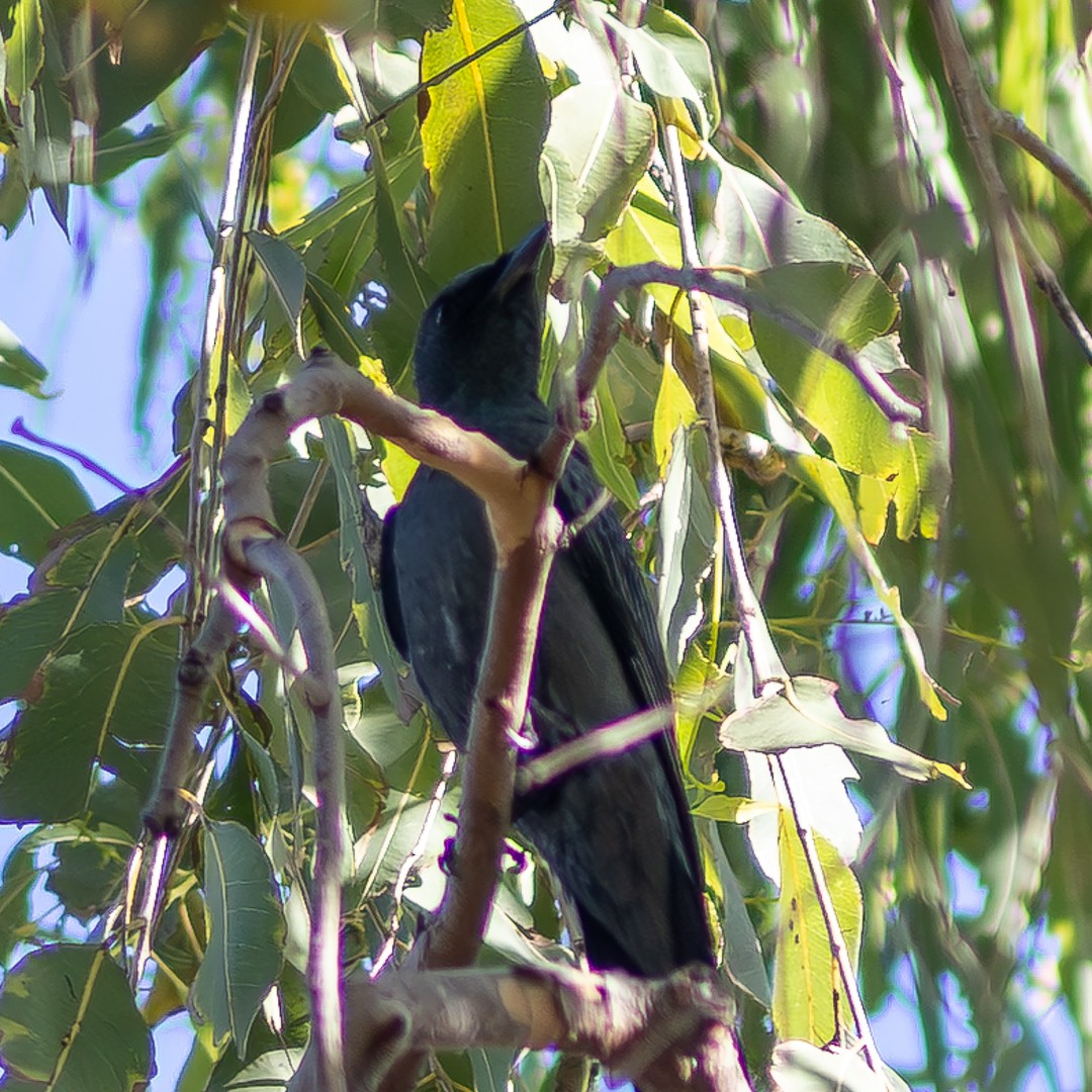 Sahul Cicadabird - ML640748558