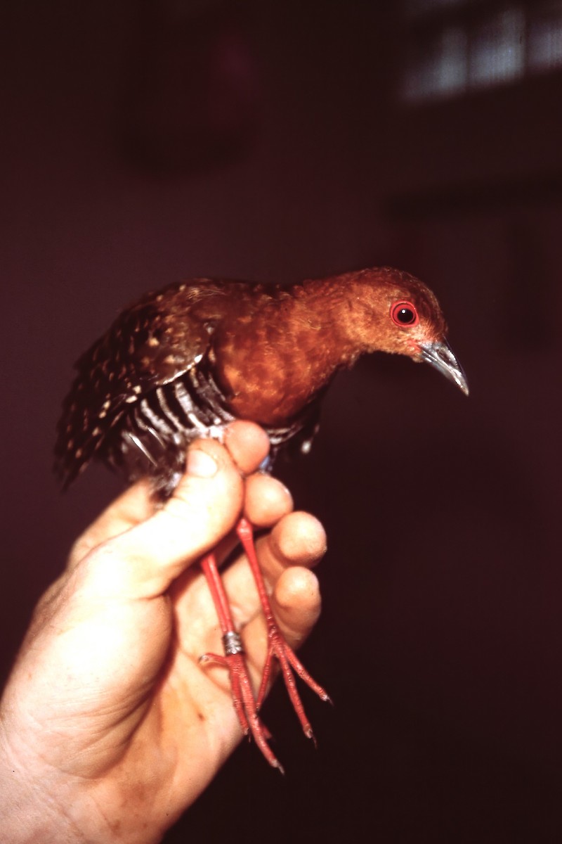 Red-legged Crake - ML640748565