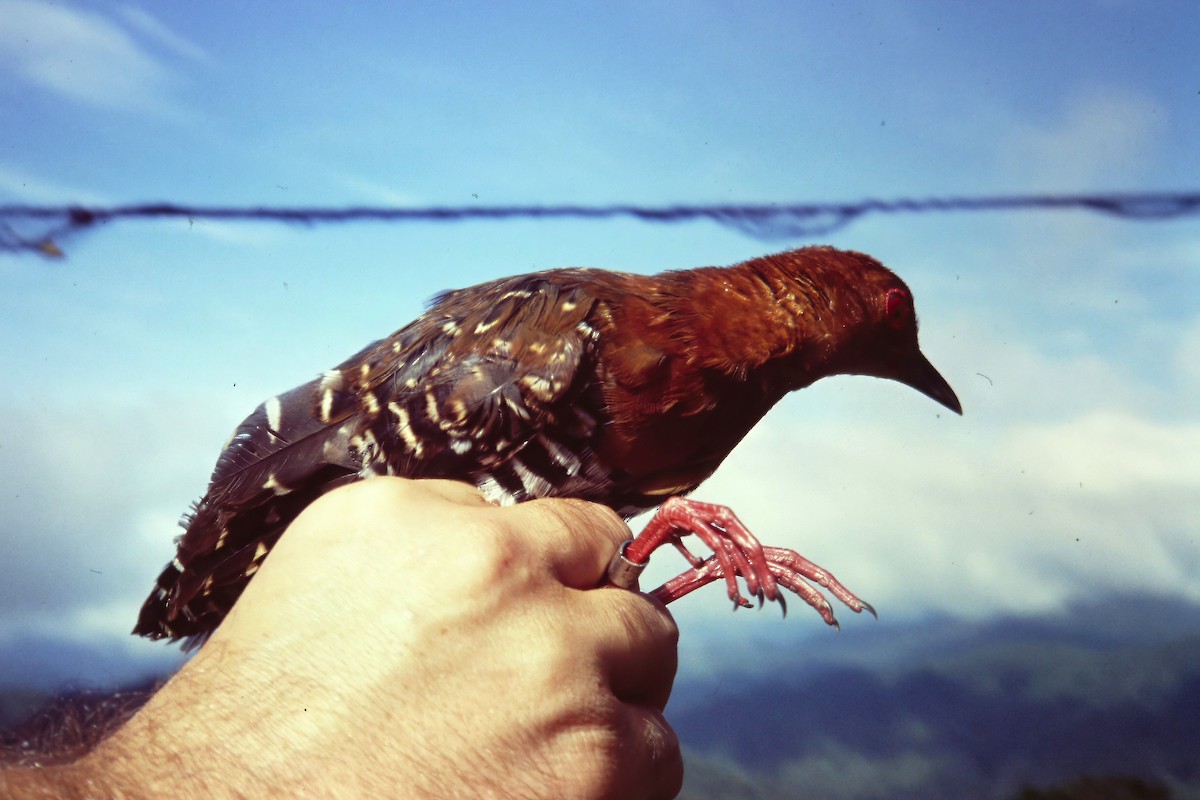 Red-legged Crake - ML640748566