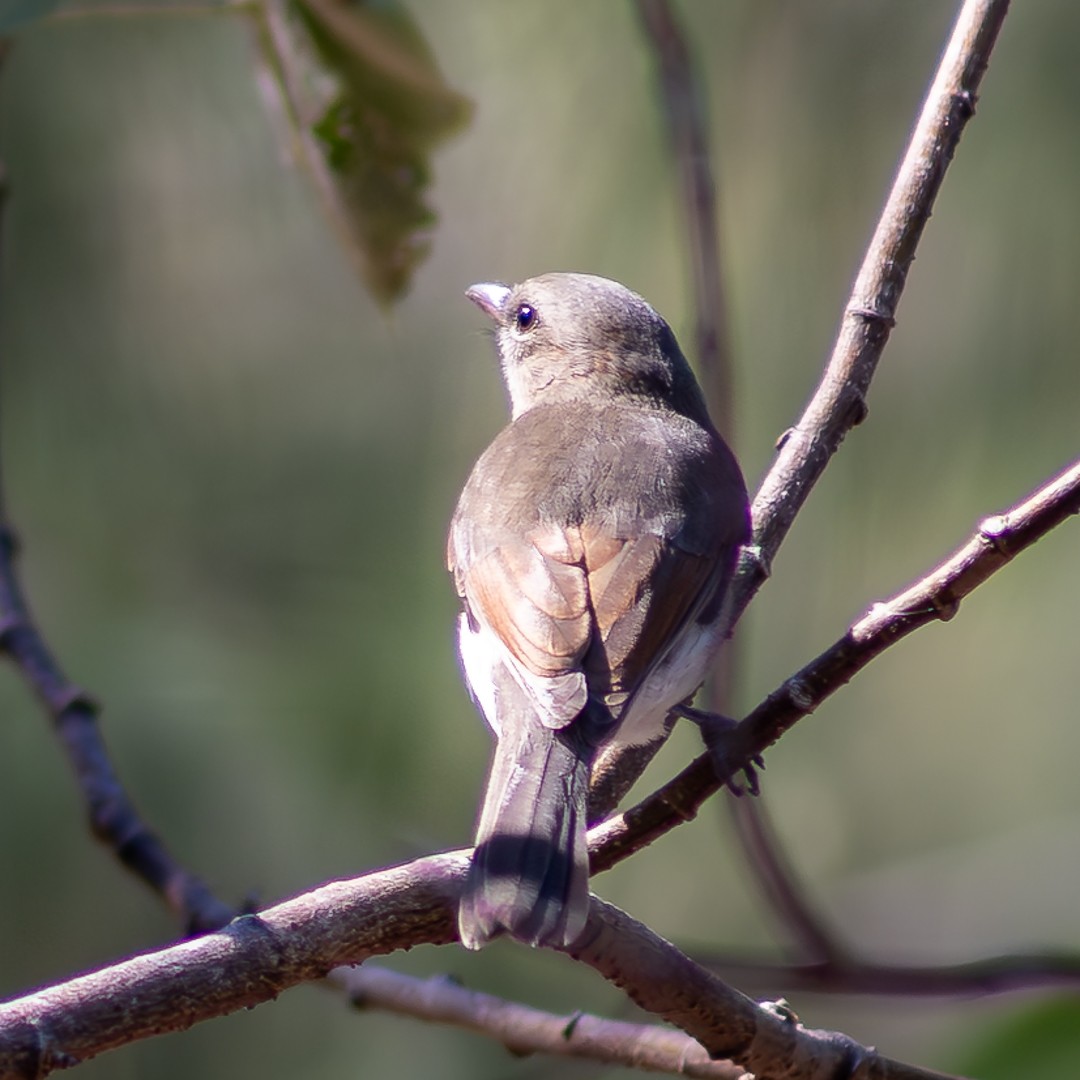 Gray Whistler - ML640748573